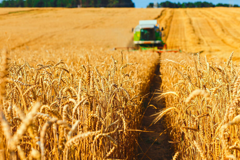 Қазақстанда 22,7 млн тонна астық бастырылды