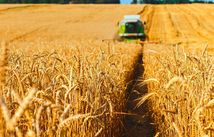 Kazakhstan harvests 22.7 mln tons of grain