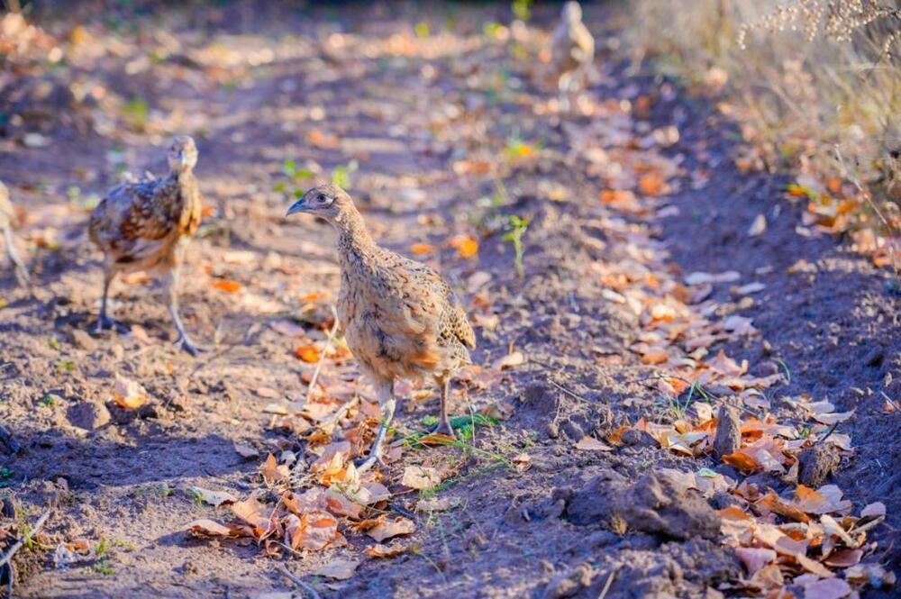 Сотни фазанов выпущены в зеленый пояс Астаны