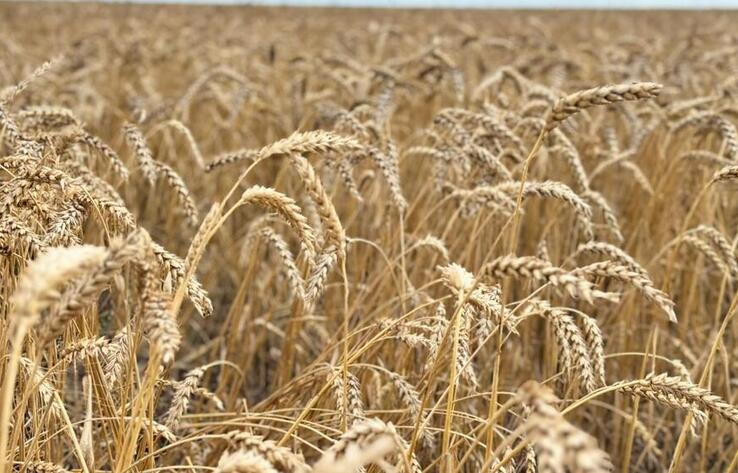 Қазақстанда 24,6 млн тонна астық бастырылды