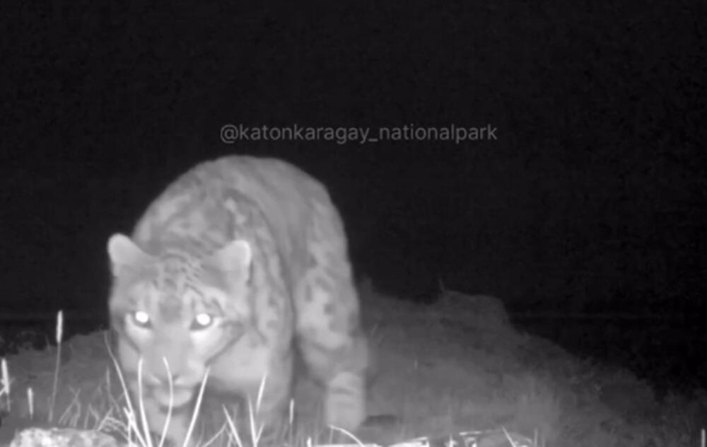 В Катон-Карагайском национальном парке засняли снежного барса