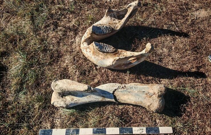 Кости мамонта обнаружили в Акмолинской области
