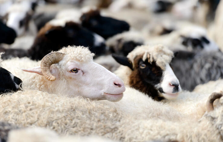 В Казахстане намерены продлить ограничения на вывоз овец и коз
