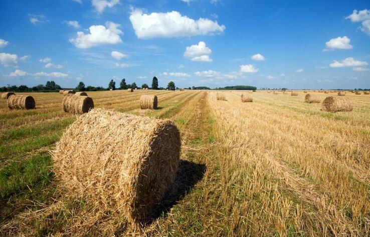 Қазақстанда 36,8 млн тонна мал азығы дайындалды