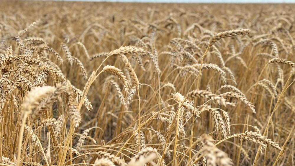 Қазақстанда 26,3 млн тонна астық бастырылды