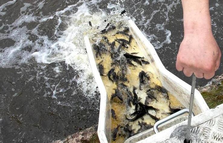 Есіл өзеніне 600 мыңнан астам сазан мен ақ амур шабақтары жіберілді