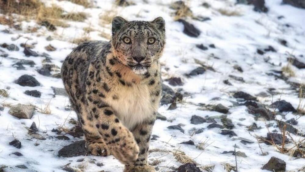 Сегодня в мире отмечают День снежного барса 