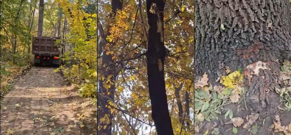 Преступлением назвали происходящее в роще Баума в Алматы общественники и потребовали прекратить работы