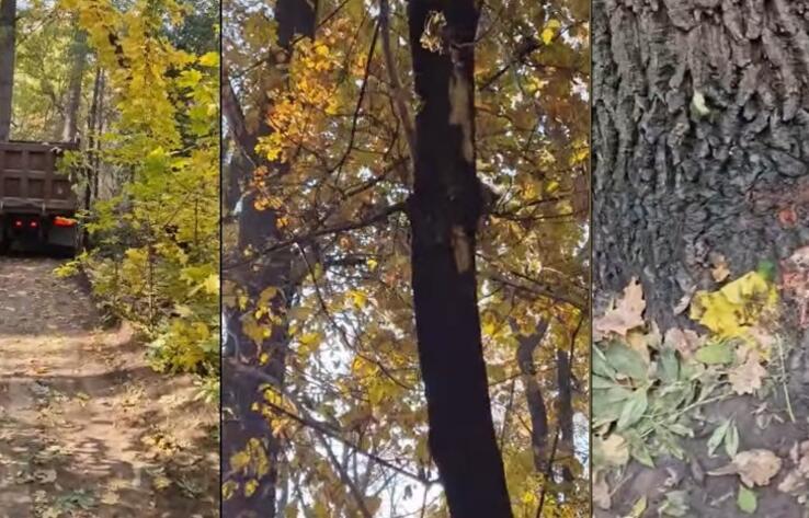 Преступлением назвали происходящее в роще Баума в Алматы общественники и потребовали прекратить работы