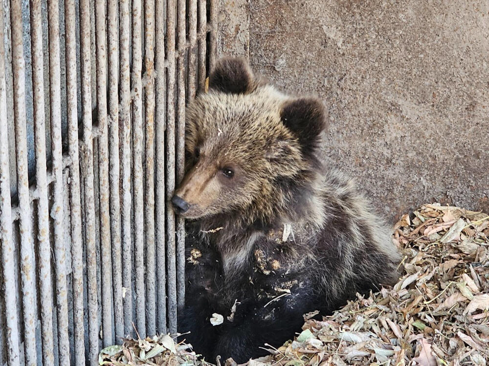 Потерявшего маму медвежонка отправили в зоопарк Усть-Каменогорска 