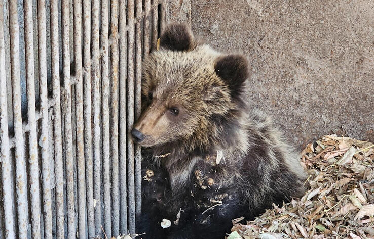 Потерявшего маму медвежонка отправили в зоопарк Усть-Каменогорска 