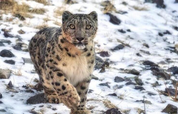 23 қазан - Халықаралық қар барысы күні