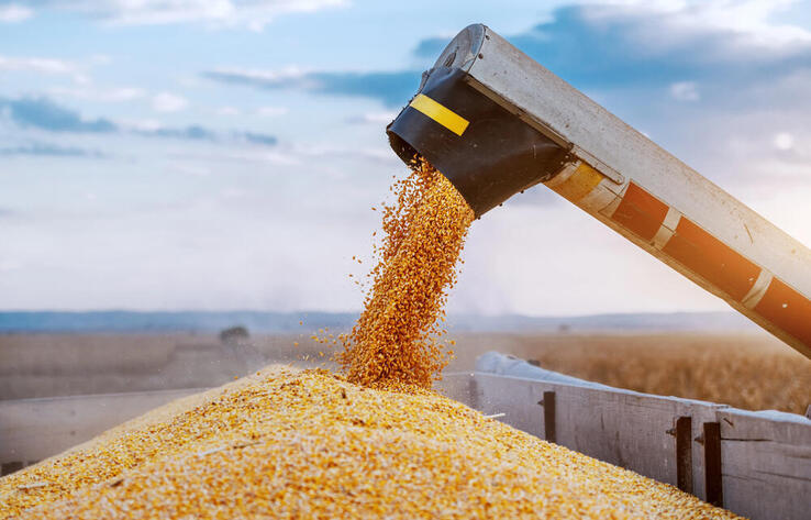 Kazakhstan Harvests Record Grain and Oilseed Crop