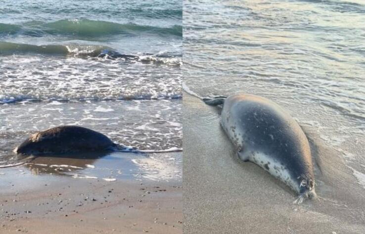 Mass die-off of seals prompts water quality testing in Mangistau region