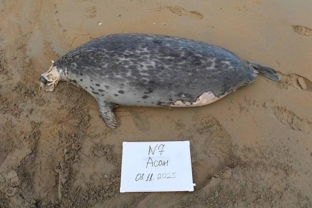 В Комитете рыбного хозяйства назвали возможные причины гибели тюленей в Мангистау