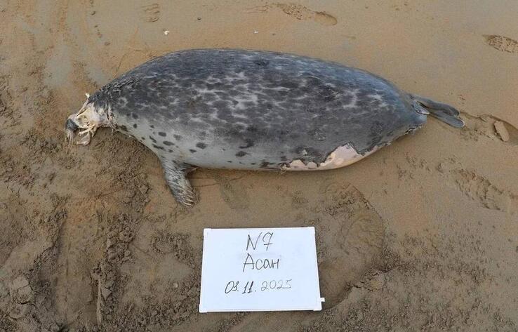 В Комитете рыбного хозяйства назвали возможные причины гибели тюленей в Мангистау