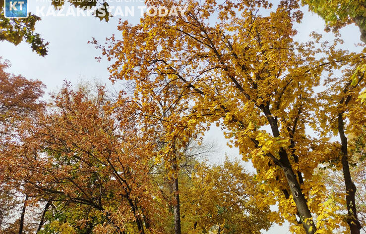 Активисты готовят петицию против благоустройства рощи Баума в Алматы