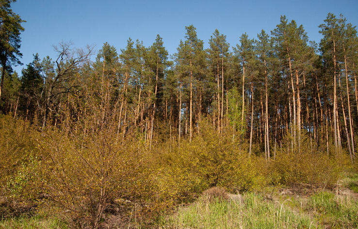 В Казахстане запускают систему маркирования древесины