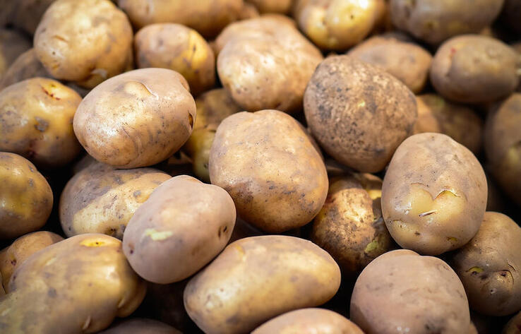 В Казахстане намерены запретить экспорт картофеля
