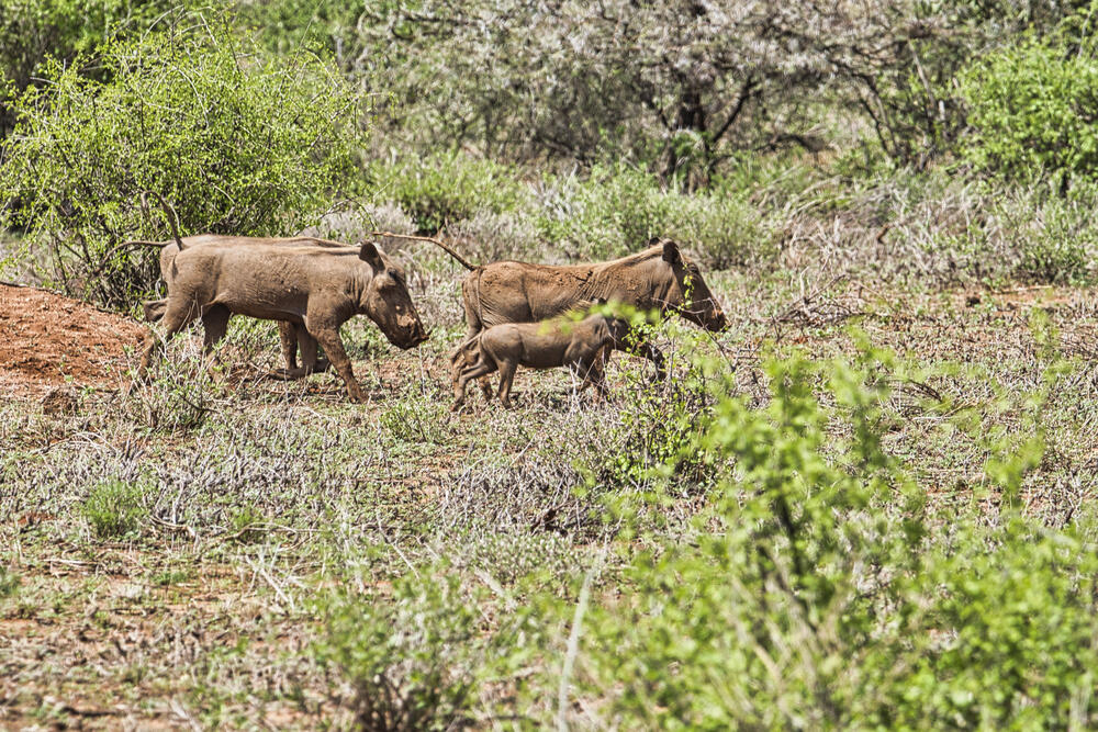 Animals return to the Akzhayik reserve after a fire