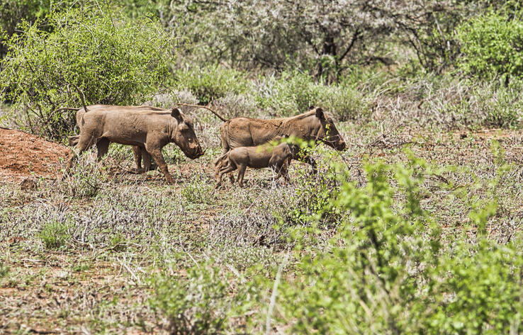 Животные возвращаются в резерват "Акжайык" после пожара