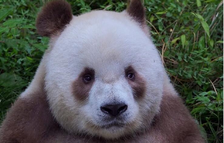 Китай успешно реализует программу сохранения больших панд