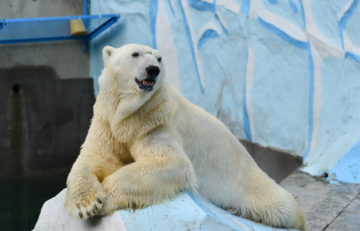 Almaty Zoo celebrated the birthday of polar bear Purga