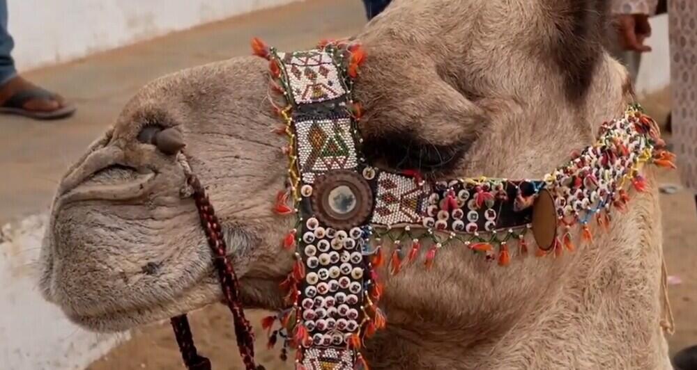 В Индии проходит ежегодная ярмарка верблюдов