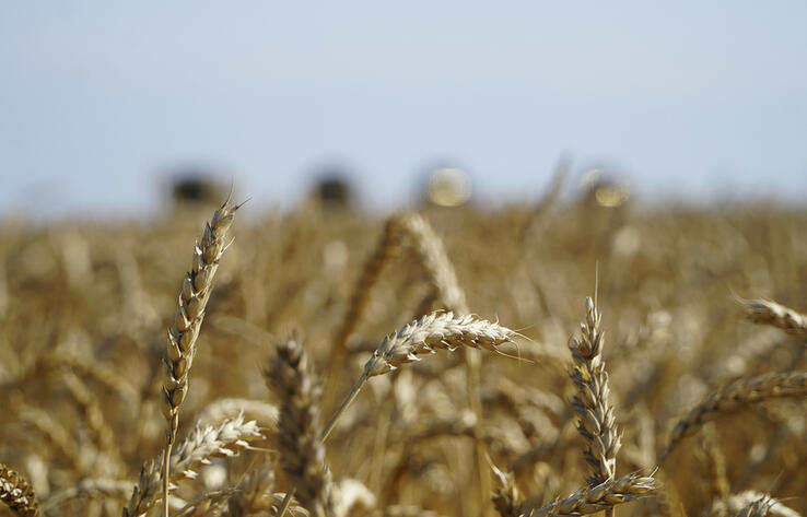 Үкімет астық экспортын қолдауға қосымша 7 млрд теңге бөлді