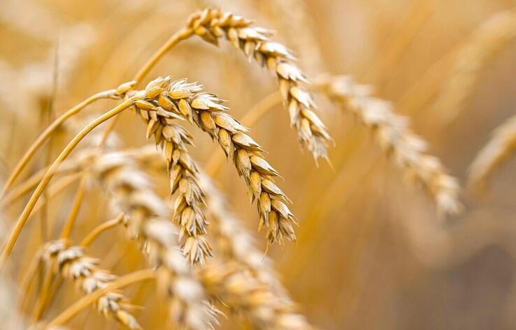 Казахстан экспортировал в Алжир 390 тысяч тонн пшеницы