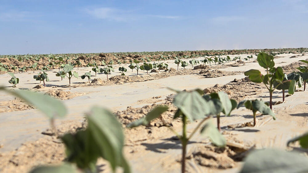 Түркістан облысында мақта өсіруден бастап киім дайындауға дейінгі ауқымды кластер құрылады