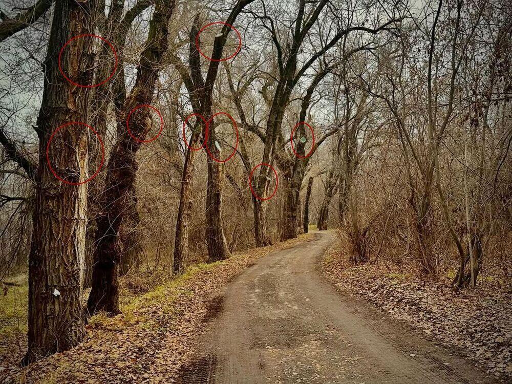 Экоактивисты заявляют о масштабной обрезке деревьев в Роще Баума с 2019 года