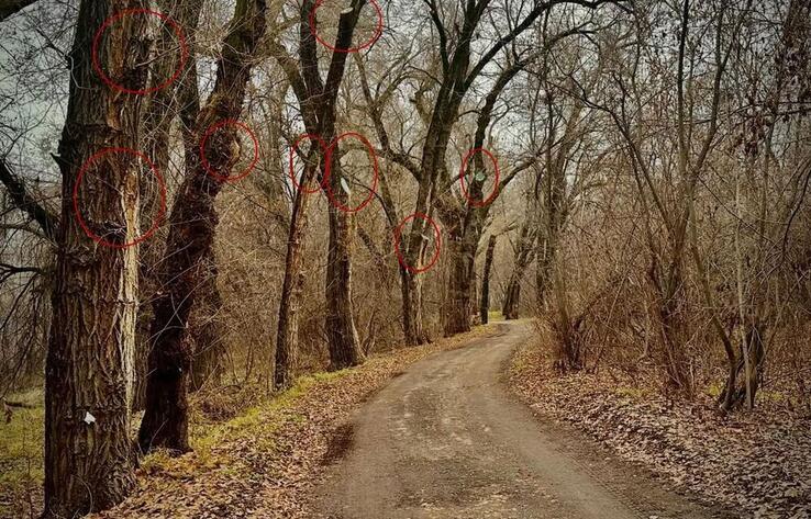 Экоактивисты заявляют о масштабной обрезке деревьев в роще Баума с 2019 года