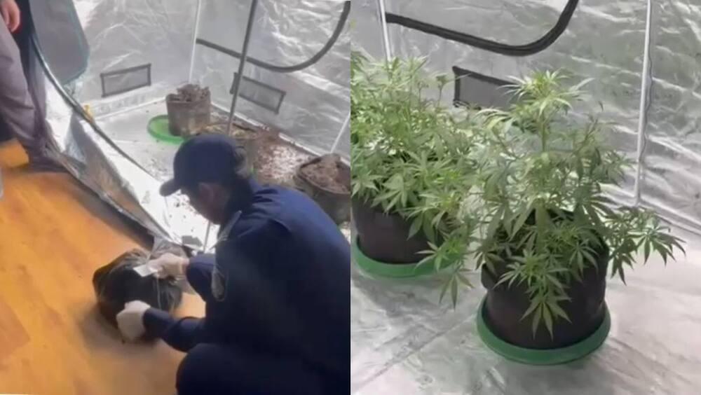 Выращивали запрещенные растения: лабораторию в одной из квартир Алматы
