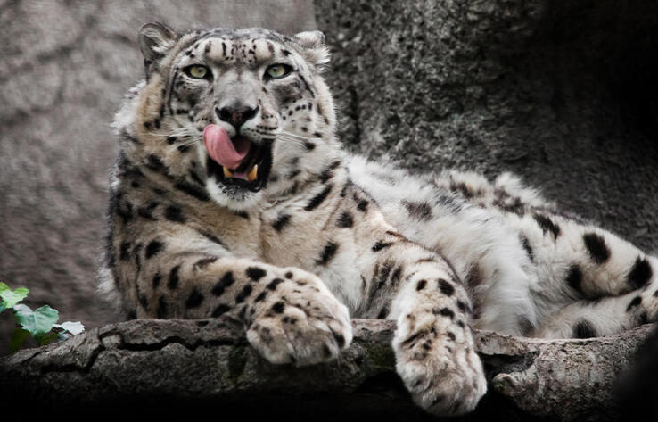 Kazakhstan advances GPS monitoring to protect endangered snow leopards