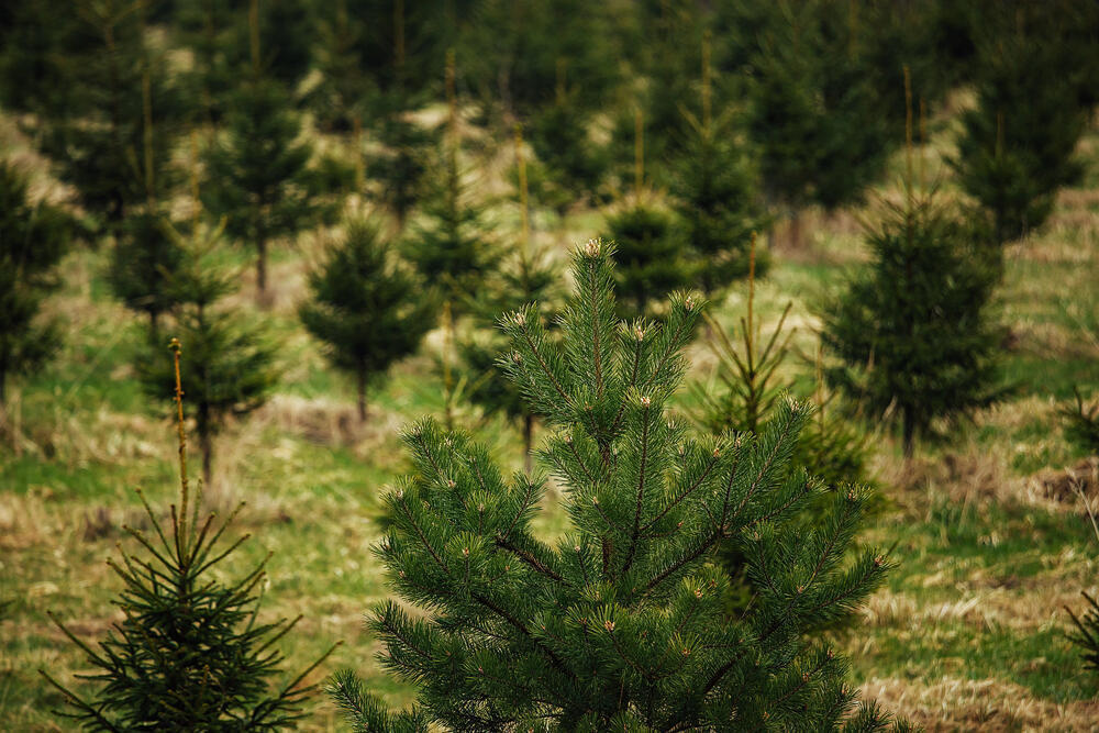 Kazakhstan to establish six new forest nurseries in 2026