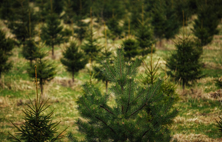 Kazakhstan to establish six new forest nurseries in 2026