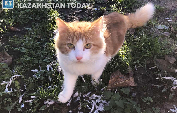 Засунула кота в барабан стиральной машины: в Жетысуской области полиция провела проверку после резонансного видео