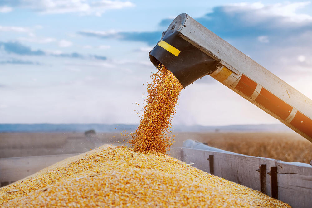 Kazakhstan exports 3.9mln tons of new harvest grain