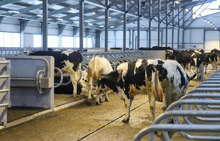 ШҚО-да 1075 басқа арналған жаңа сүт-тауарлы ферма ашылды