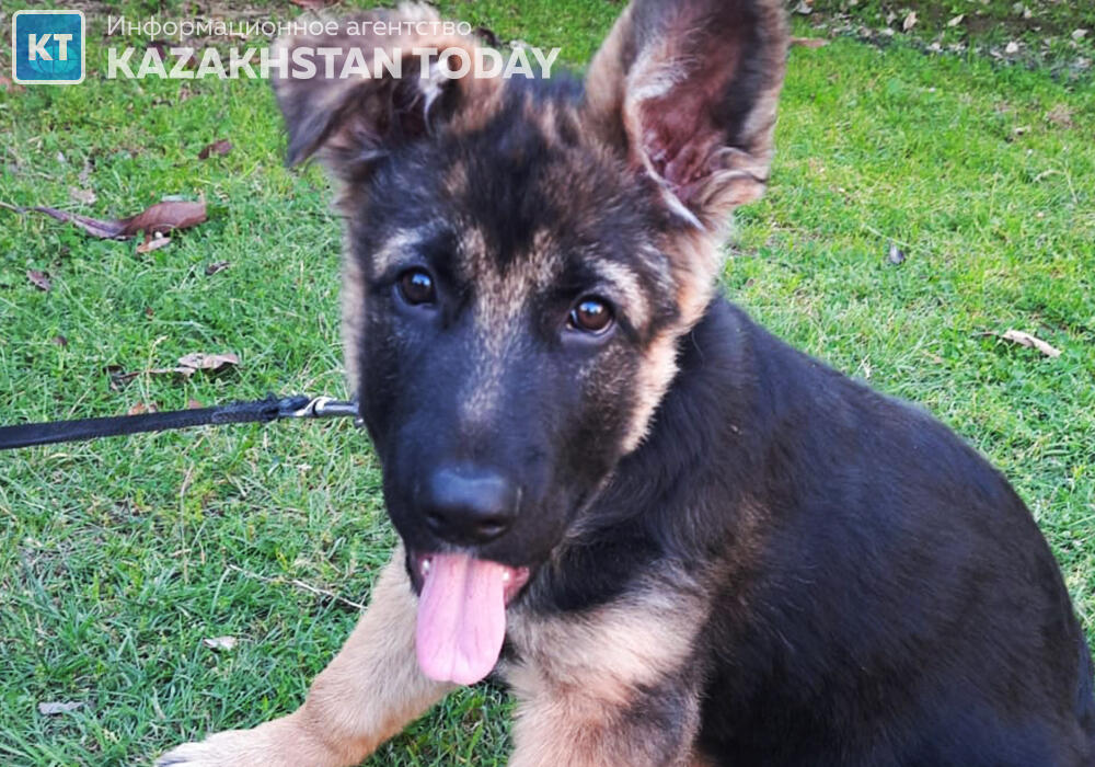 Завод по производству кормов для домашних животных построят в Алматинской области