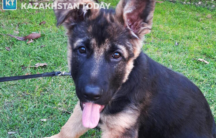 Almaty region to build pet food plant