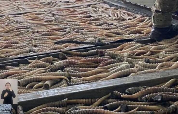 На границе с Россией задержаны браконьеры с 1 882 рогами сайги