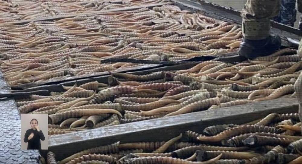 На границе с Россией задержаны браконьеры с 1882 рогами сайги