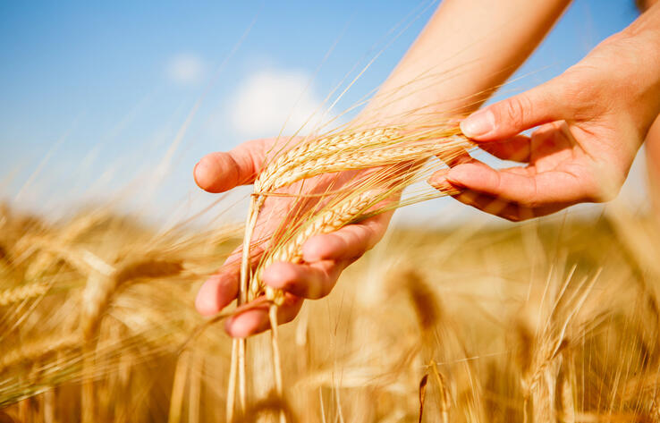 Солтүстік Қазақстан облысында жылына 12,7 мың тонна тәтті бәліш пен қытырлақ нан өндіретін жоба жүзеге асырылуда