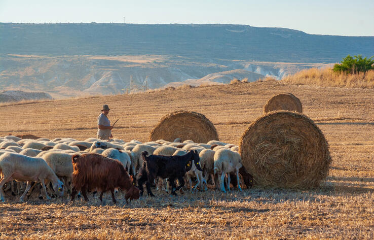 В Казахстане намерены снизить пенсионный возраст для пастухов и чабанов
