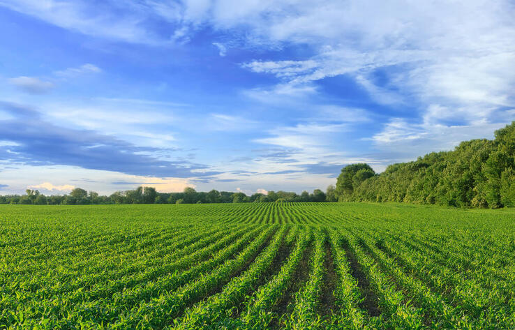 Ақмола облысы прокуратурасының шараларымен 82 млн теңгеге жер мемлекетке қайтарылды