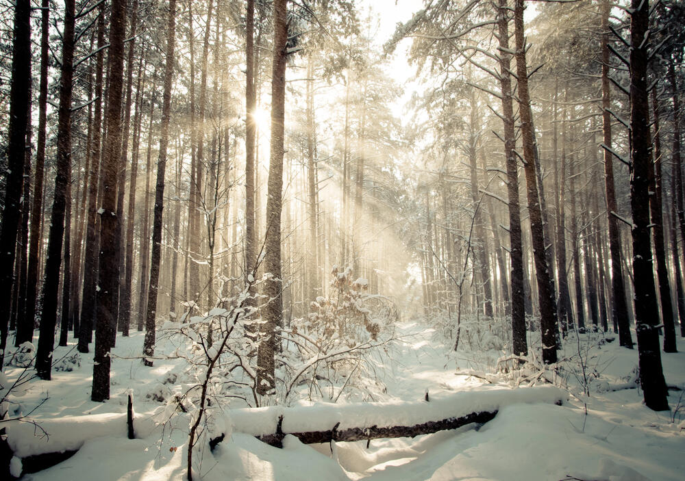 Биологи обнаружили у деревьев сверхспособность

