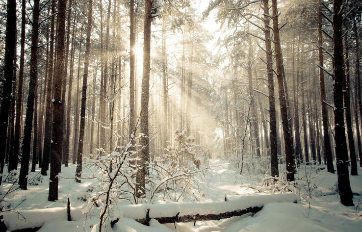 Биологи обнаружили у деревьев сверхспособность

