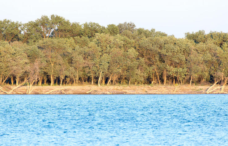 Автоматизированные гидропосты на Сырдарье намерены установить Казахстан и Узбекистан